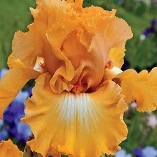 

10 Iris Bulb Resistant Planting Care Hardy Balcony Beautiful Roots Bearded Home Rare Reblooming Gorgeous Home Garden Outdoors