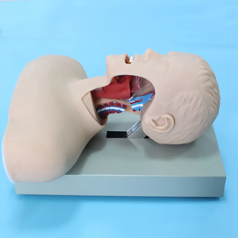 

Модель обучения интубации трахеи человека, модель эндотрахеальной интубации, модель обучения интубации человека