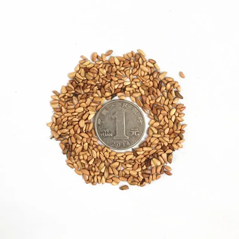 

100Pcs Climbing Geranium Pelargonium Peltatum Tree Seeds Home Nature Garden Bonsai Colorful Rose Flower Fragrant Plants Incense