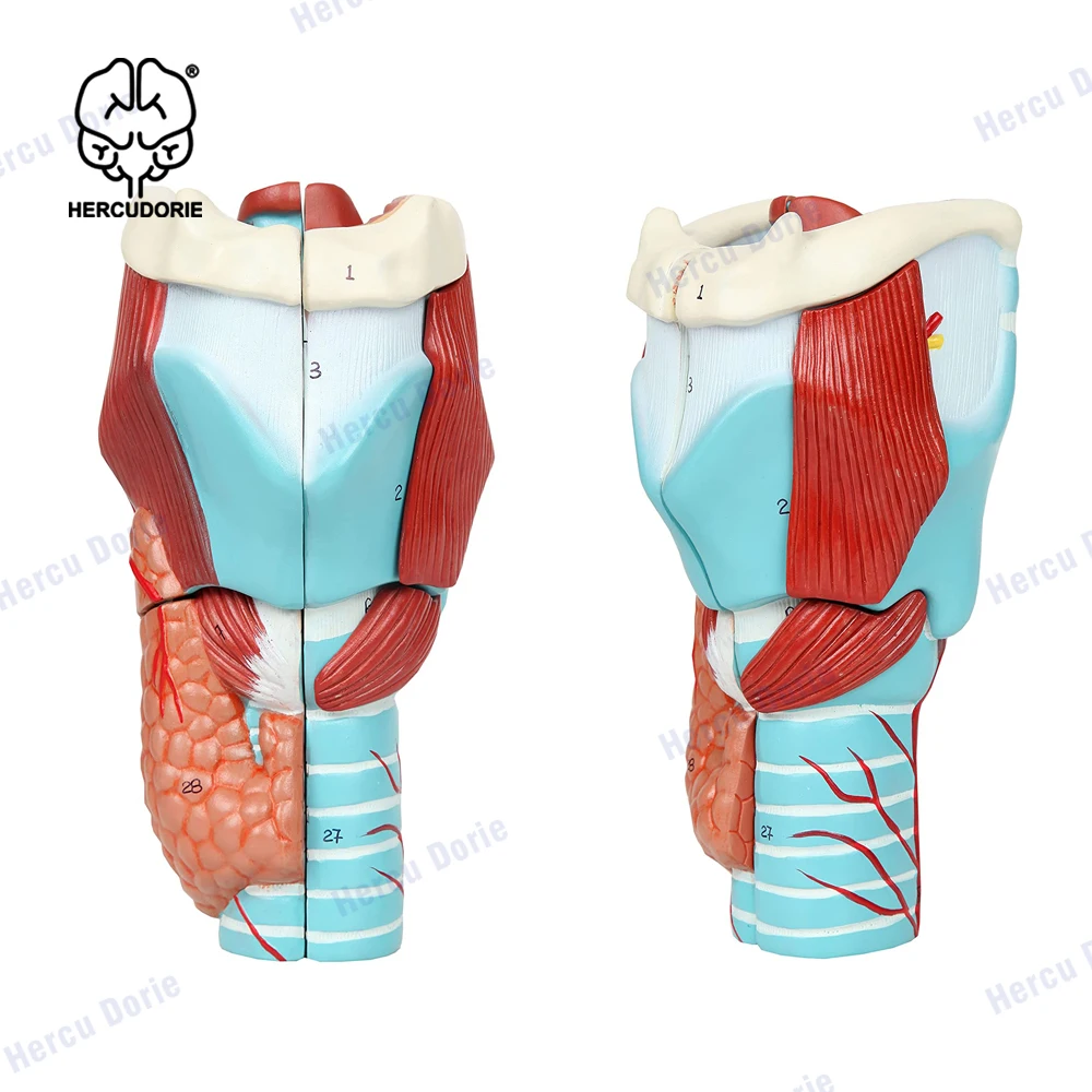 Увеличенная модель горла человека 2X анатомическая Точная Модель для изучения