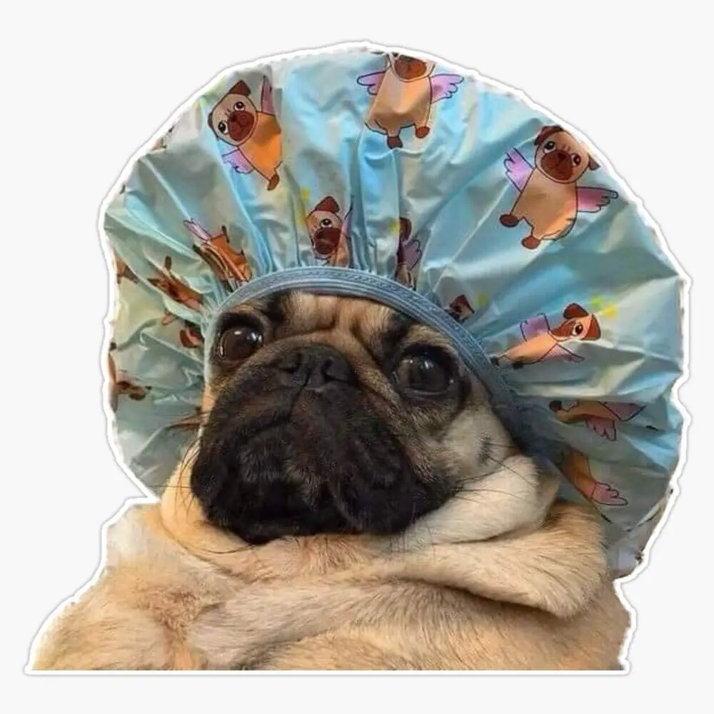 

Shower Cap Funny Pug Sticker Vinyl Waterproof Sticker Decal Car Laptop Wall Window Bumper Sticker 5