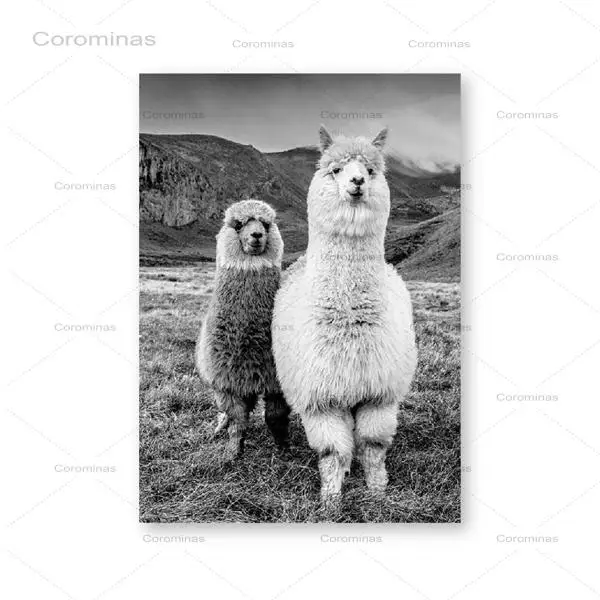 

Alpaca Poster Canvas Art Painting Animal Prints Wall Art Nursery Decorative Picture Llama Black And White Wall Kids Room Decor