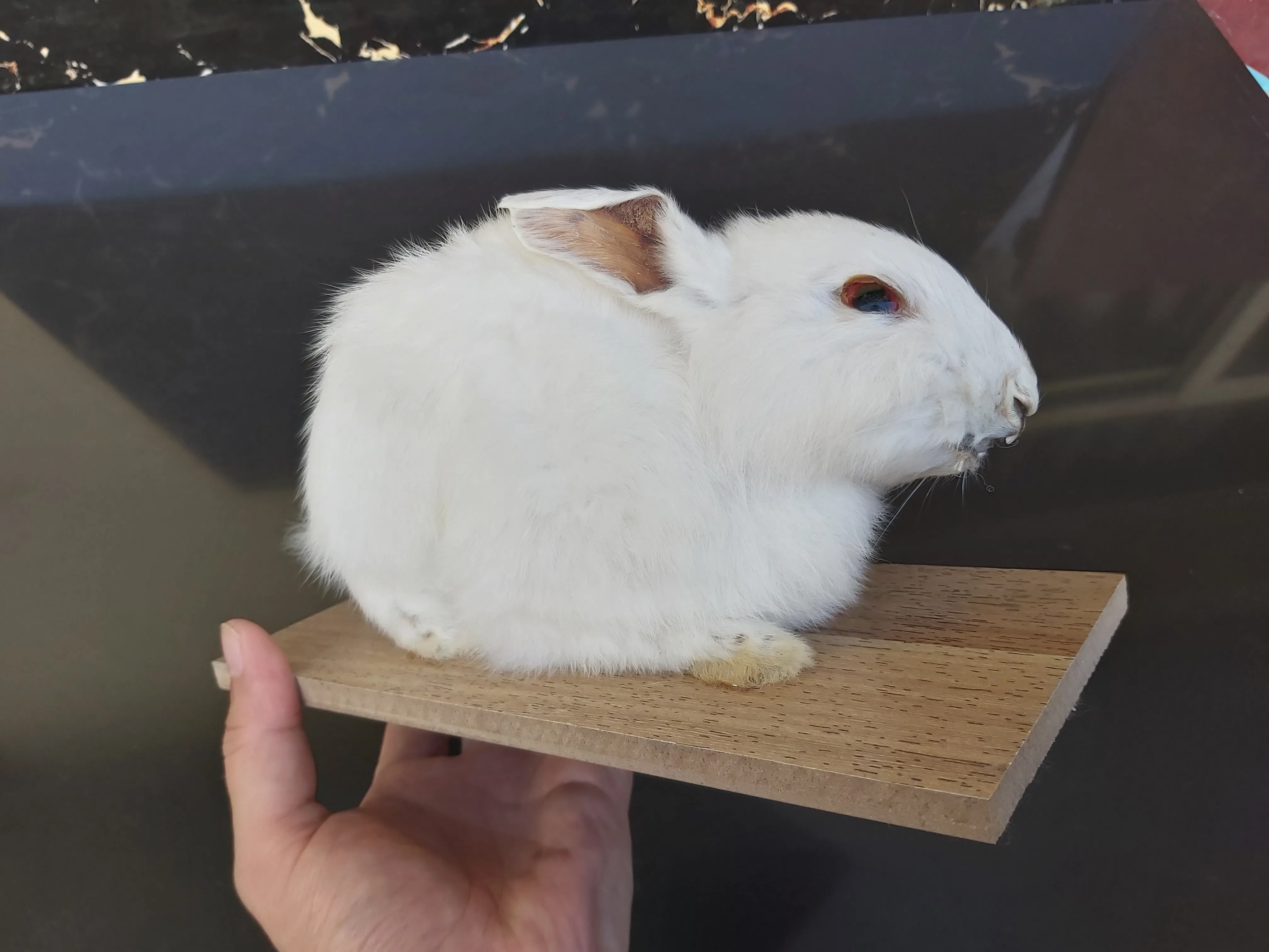 Милая странная вещь настоящий кролик taxidermy встраивание образец Кролик модель обучения нечетный