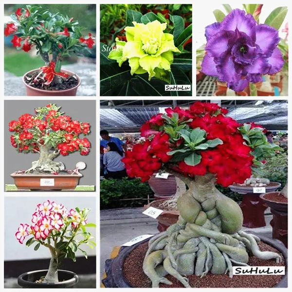 1 шт. Adenium Obesum цветок накладные цветы бонсай растения Цветочный горшок имитация