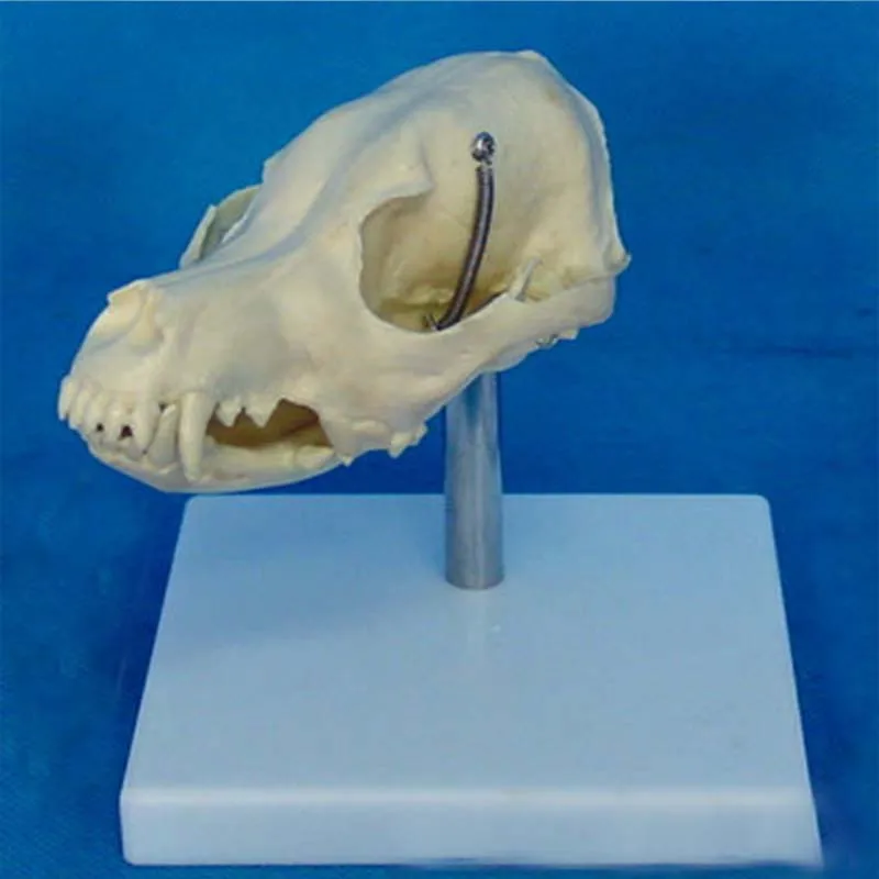 

Dog skull model dog bone model