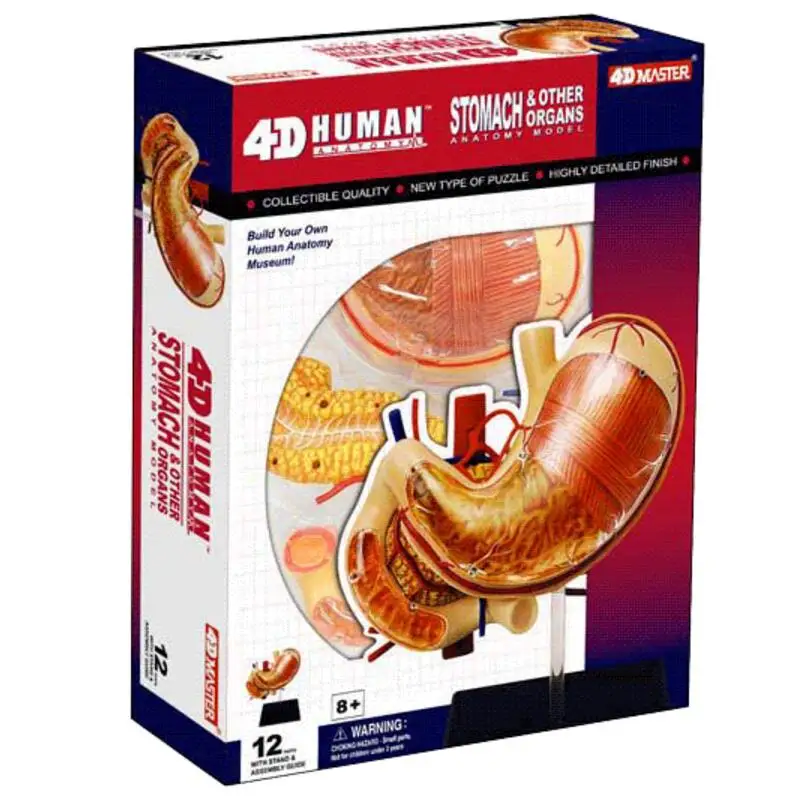 

8" 4D master STOMACH ANATOMY TORSO MODEL medical human skull skeleton anatomical model Science Educational Toys puzzle