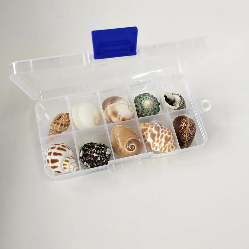 Новинка 10 шт./кор. ракушки с естественным именем большой ракушка кукурузный винт