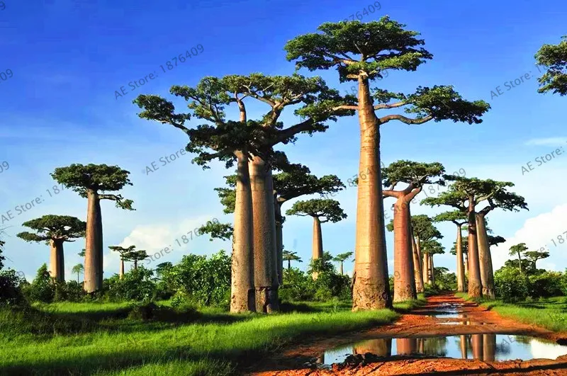 4 Содержит экстракт баобаба, 10 шт./упак. Австралийский редкий Baobab тропический гигантский посадки - Цвет: 4