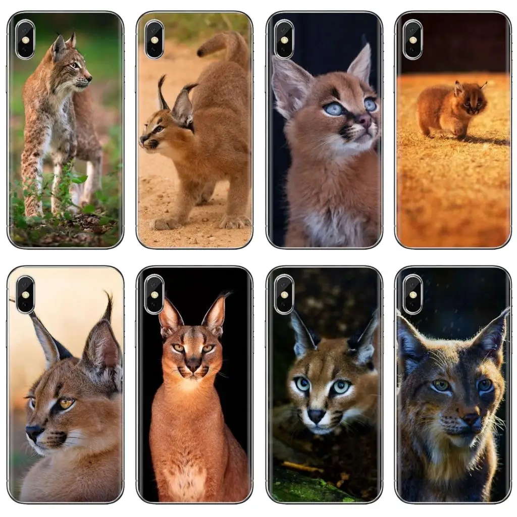 Мягкий чехол для iPhone 11 Pro 4 4S 5 5S SE 5C 6 6S 7 8X10 XR XS Plus Max iPod Touch Africa Lynx Caracals kitten Poster|Бамперы|