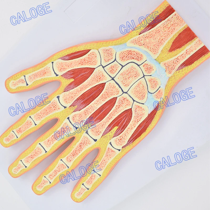 Бесплатная доставка и анатомическая модель человеческого сустава Отдел