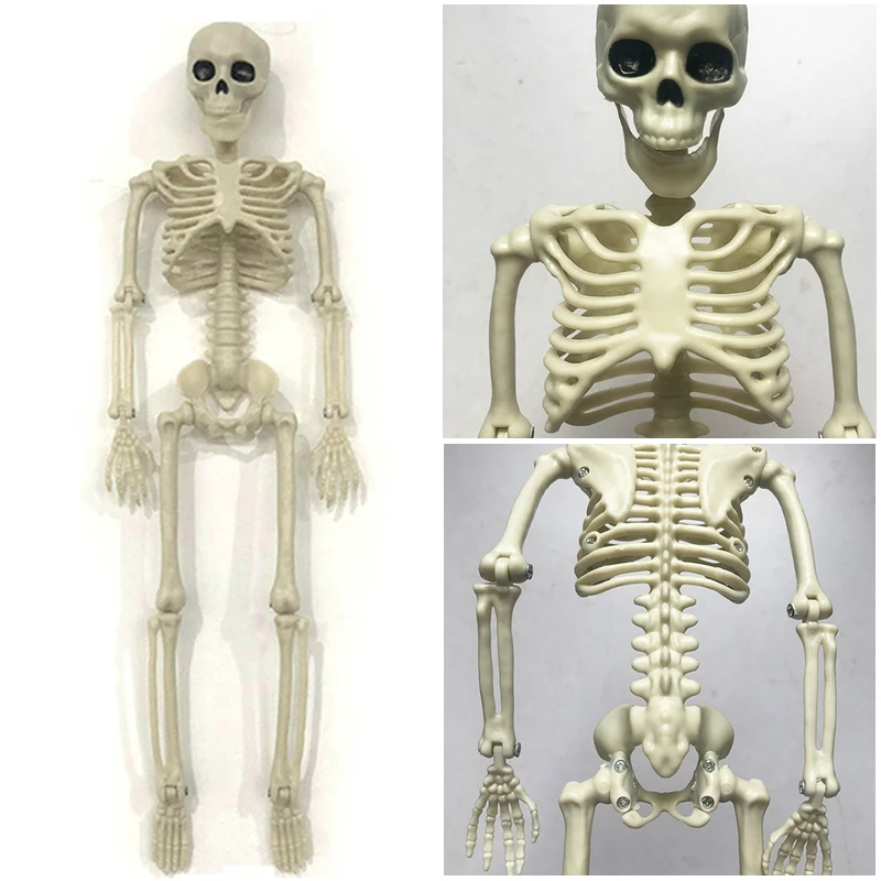 Для активного отдыха с принтом человеческий череп модель анатомический Скелет