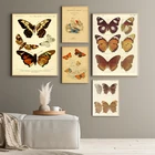 Винтажная картина с насекомыми-бабочками, холст с печатью постера, биологическое образование, Настенная картина, Современное украшение для кабинета и дома