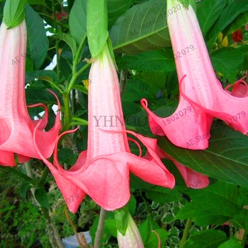 16 Свежий 100 шт редкий Datura бонсай бругмансия Suaveolens фламенко Красивая Мандала Цветок садовый многолетник Горшечное растение - Цвет: 16