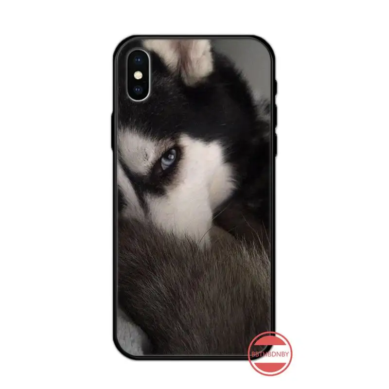 

Husky dog cute funny animal luxury design Phone Case shell for iPhone 11 12 pro XS MAX 8 7 6 6S Plus X 5S SE 2020 XR