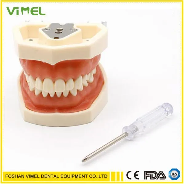 Модель для обучения стоматологии стандартная модель зубы демонстрация 200H 32 шт.