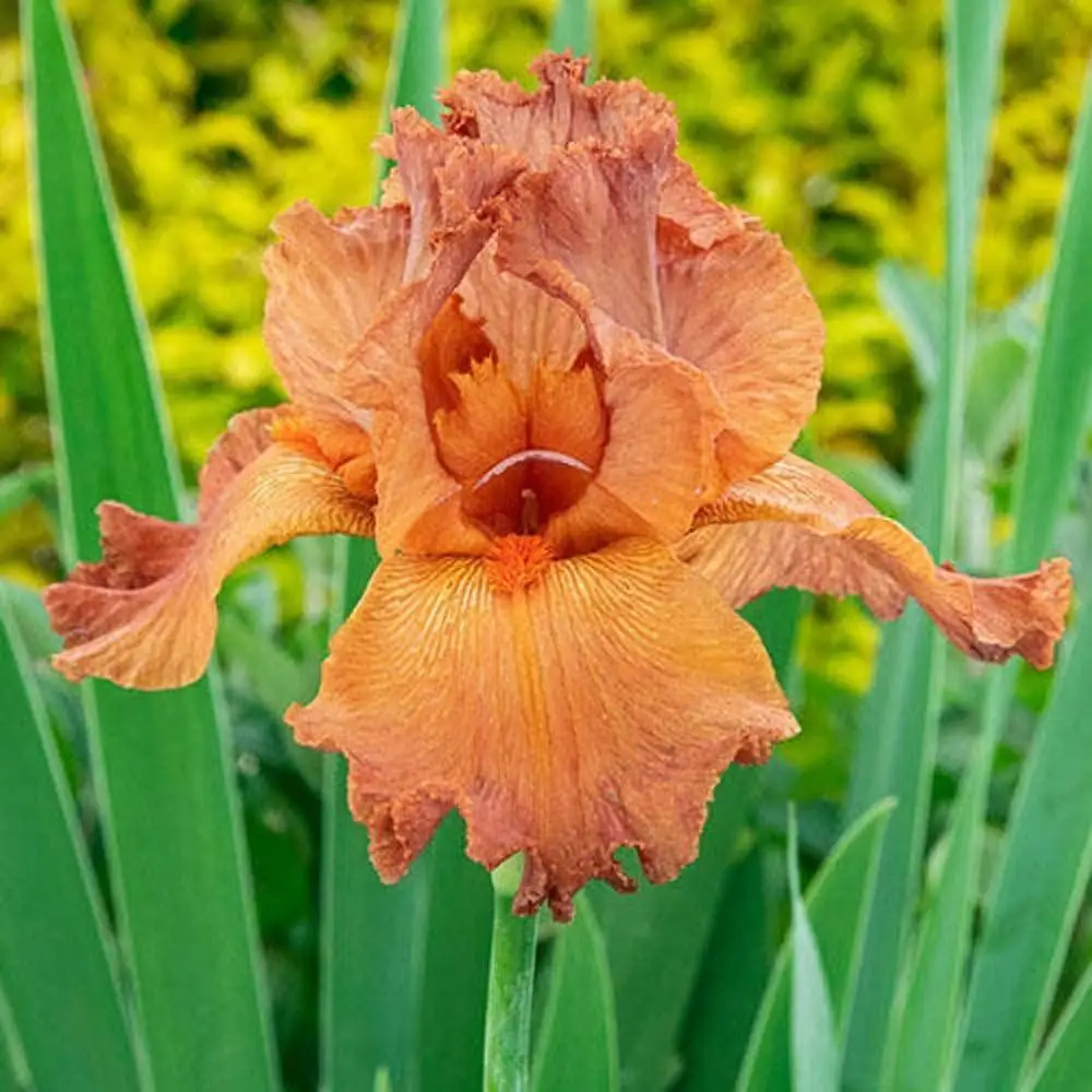 

10 Iris Bulb Ornamental Flowers Stunning Garden Reblooming Greening Root Rare Species Home Garden Pleasant Natural Easy Planting