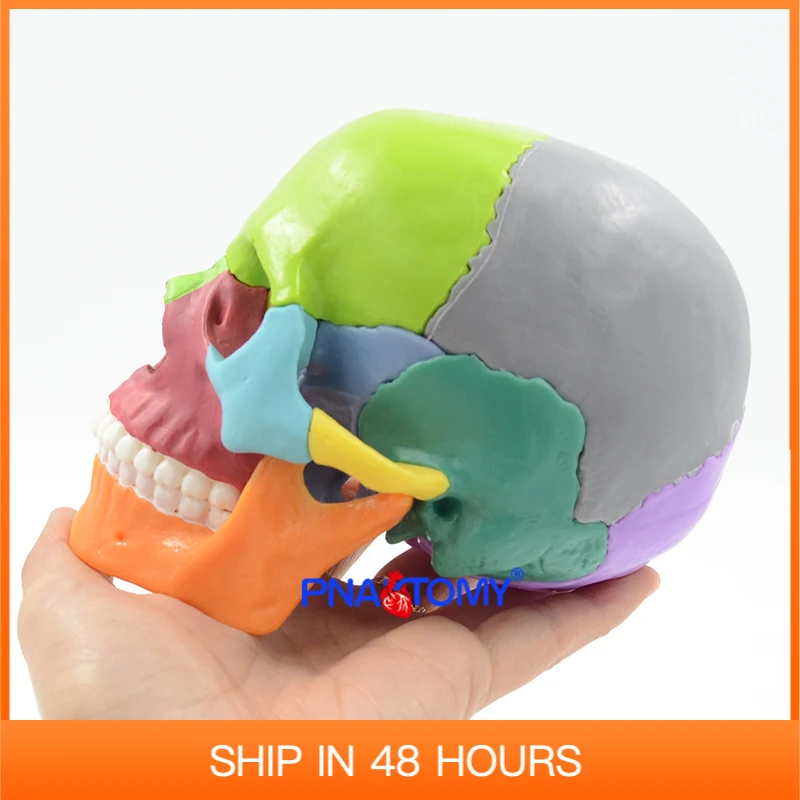 

Detachable Anatomical Model Skull Medical Teaching Tool Color 4D Disassembled 15PCS/Set PNATOMY Educational