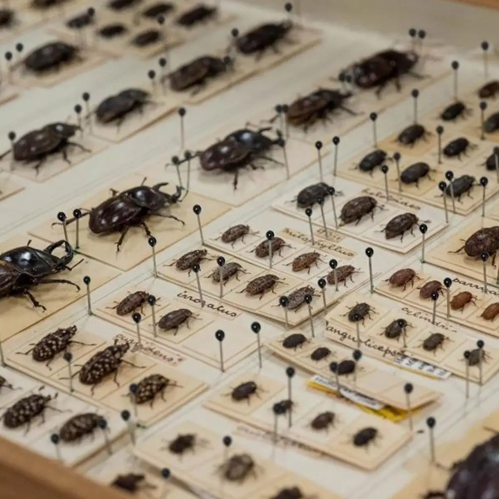 

100 шт., металлические иглы для образцов насекомых