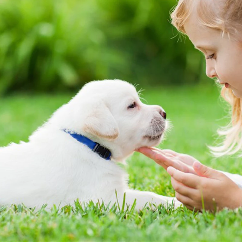 Нейлоновый тканевый ошейник для собак тяжелый рабочий зажим с пряжкой маленьких