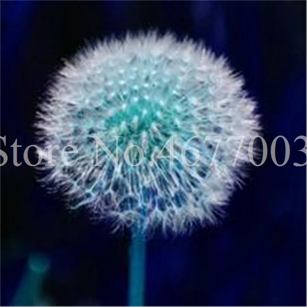 Taraxacum монгольский цветок бонсай, Одуванчик красивый монгольский Одуванчик бонсай Diy товары для домашнего сада травяные плантации 100 шт