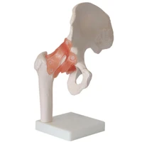 human hip joint modelwith artificial ligament medical teaching joints model
