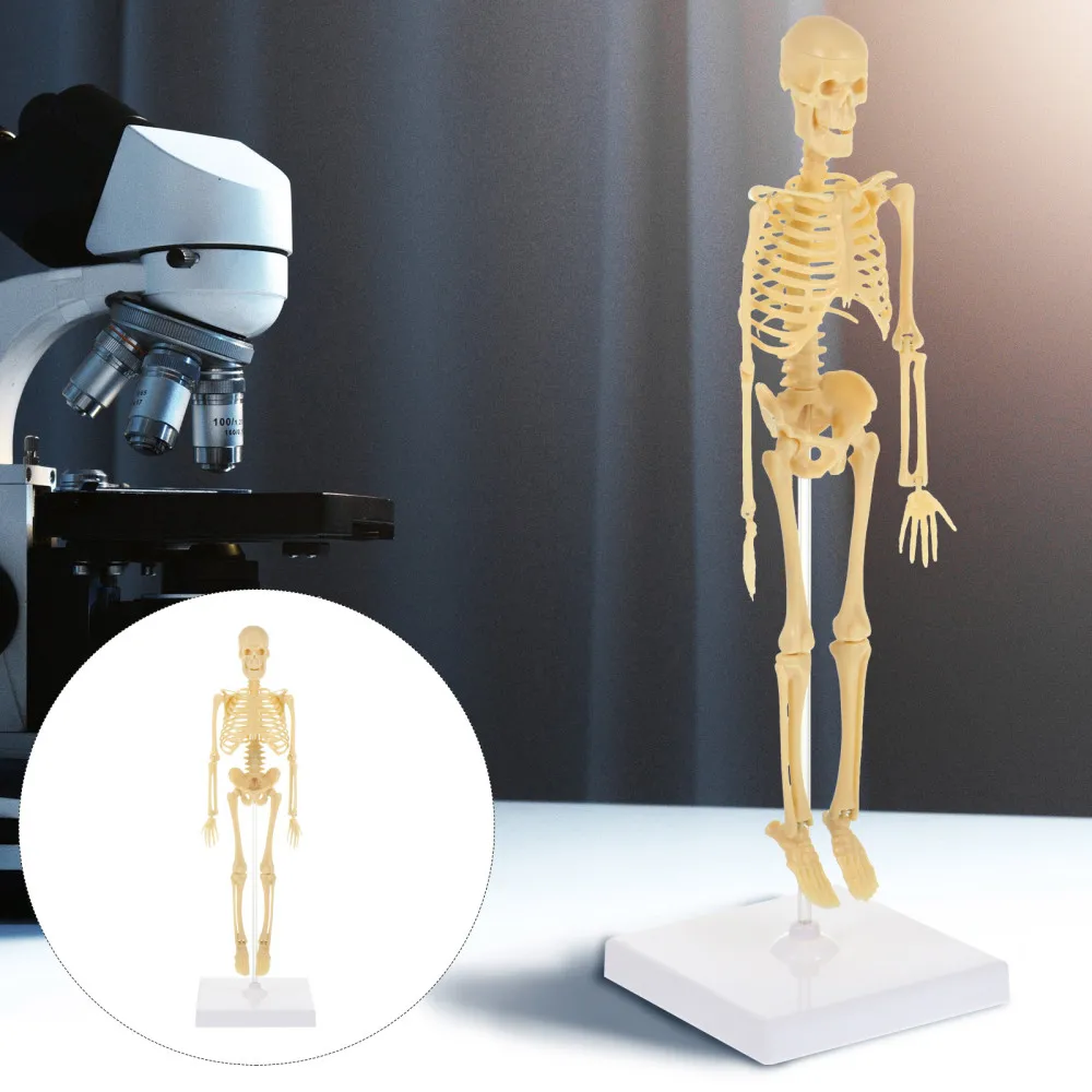 

DIY Assembly Manikin Model Simulation Mannequin Skeleton Model Kids