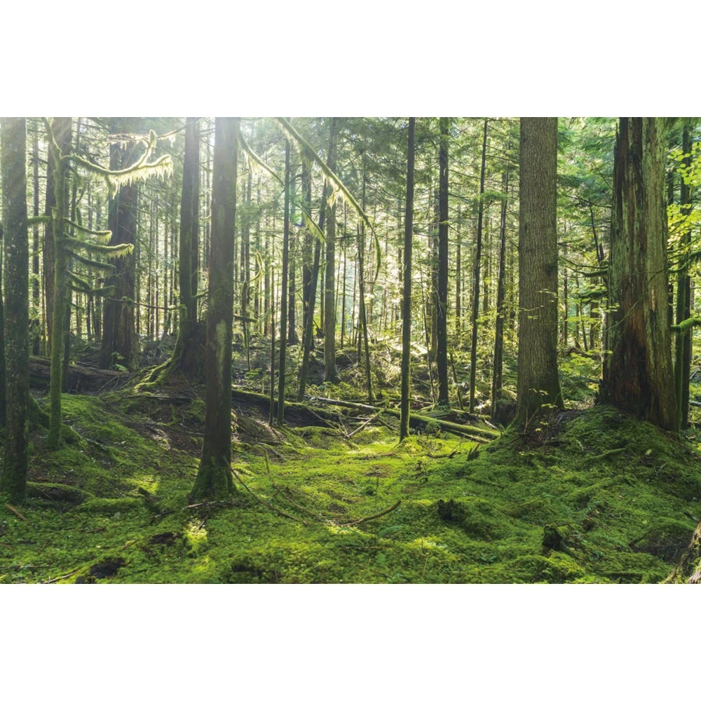 

Summer Tropical Forest Jungle Nature Scenery Green Tree Baby Backdrop Vinyl Photography Background For Photo Studio Photophone