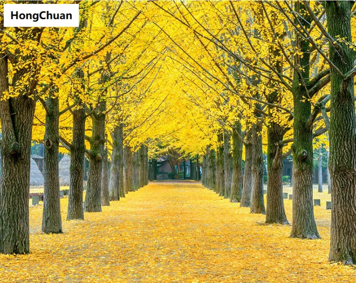 Алмазная вышивка Золотая древесина 5D алмазная живопись крестиком 3D квадратная