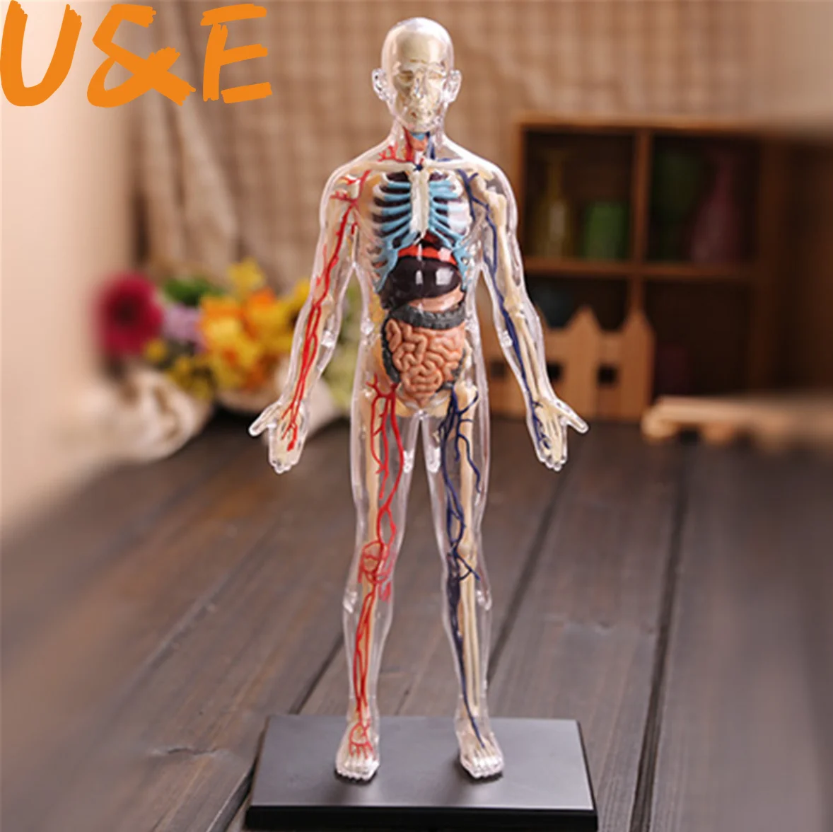 

4D 1:6 Transparent and 22parts Squishy Human Body Internal Organ Anatomy Medical Teaching Model Puzzle Assembling Toy