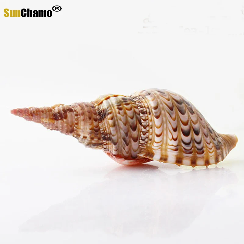 Натуральный раковина искусственные образцы в средиземноморском стиле морские