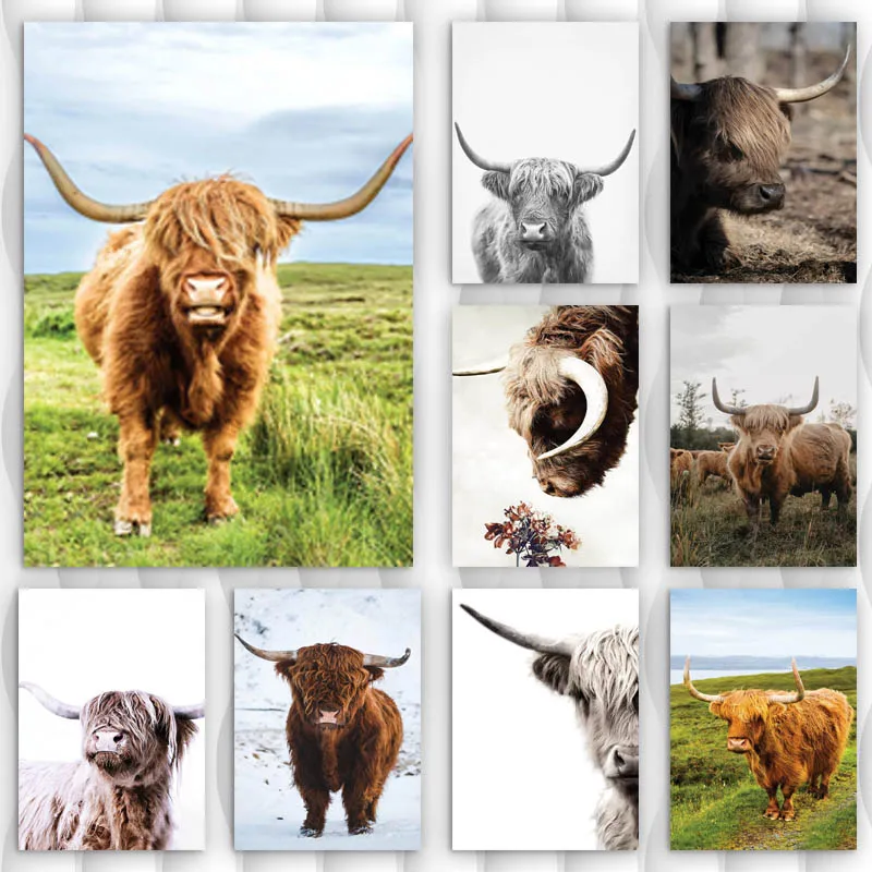 

Modern Photography Highland Cattle Canvas Art Paintings for Living Room Bedroom Posters and Prints Wall Poster Home Decoration