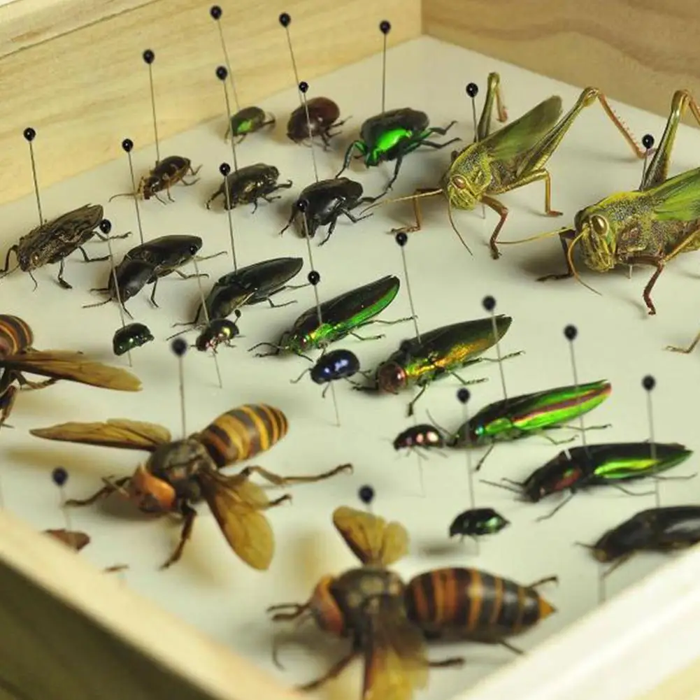 100 шт. игла для образцов насекомых металлическая энтомологическая лабораторная