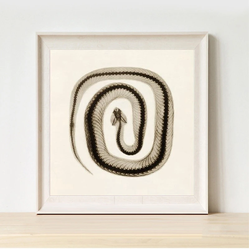

Snake Wall Decor Vintage Science Photo Illustration Poster Prints , Sepia Snake Art Canvas Painting Picture Gothic Home Decor