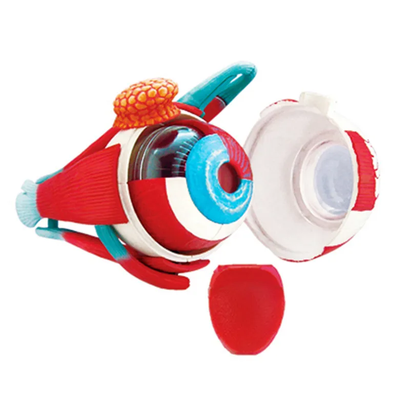 Анатомическая модель человеческого глаза собранная анатомии человека