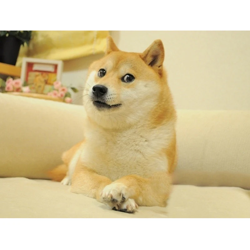 

5d алмазная живопись полный дрель желтая Алмазная вышивка собаки Стразы домашний декор мозаика алмаз искусство