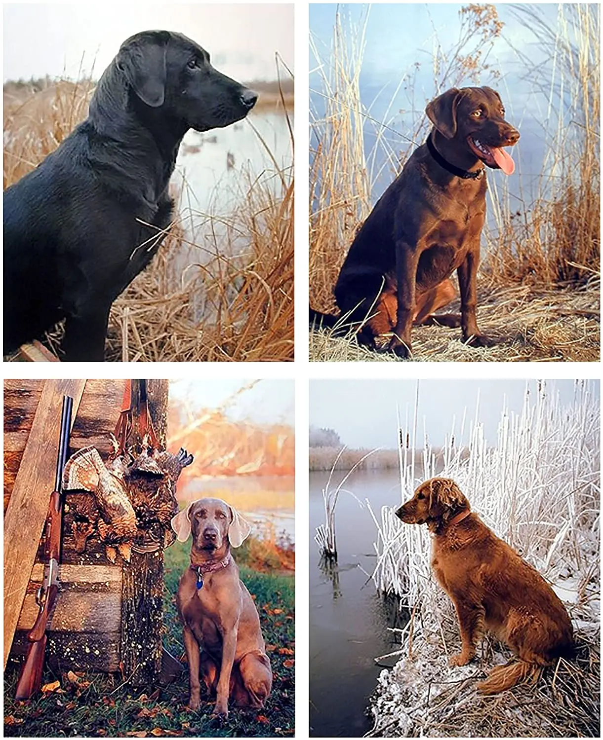 

Black Labrador Dog Hunting Animal Picture Set of Four Wall Decor Art Print Posters