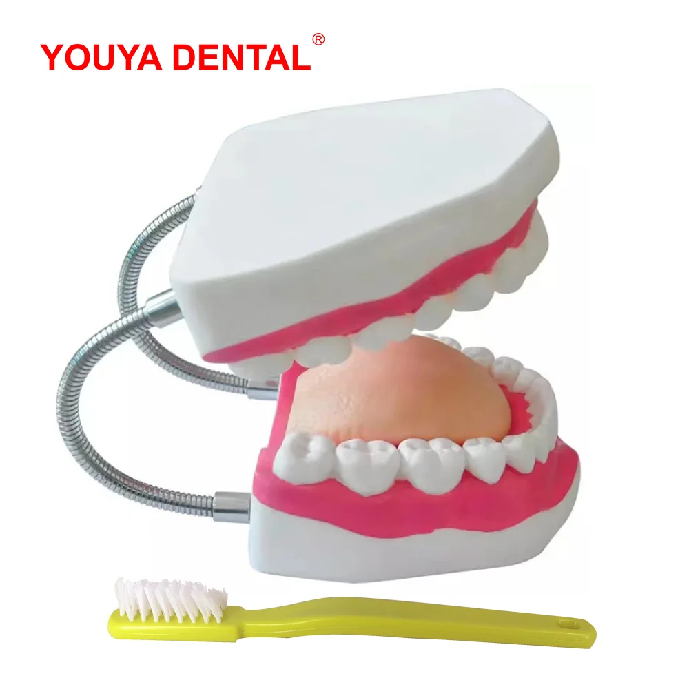 Dental Model Teeth 4 Times Normal Brushing Model With Big To