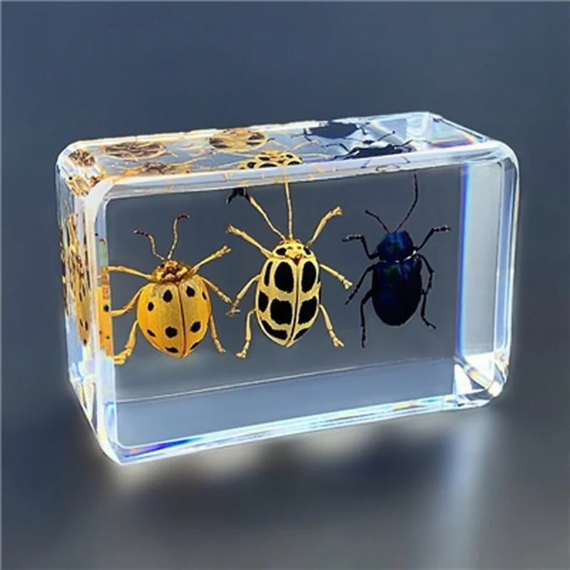 

Real Insect Specimen Resin Small Ornaments Kindergarten Teaching Observation Toy Spider Beetle Scorpion Animal Specimen