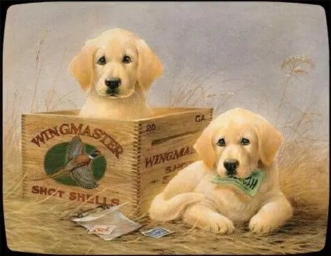 

Golden Retriever Puppies Tin Sign Tin Sign Dog Cafe Decor Bar Pub Wall Decor 12X16 inch