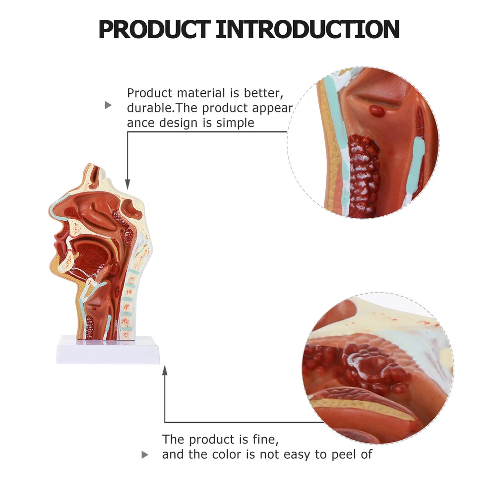1 шт. модель носовой полости фармацевтическая для носа и горла обучающая модель| |