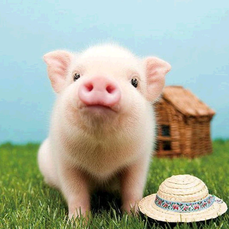 

FUYUN 5D Diamond Painting full Set animal pig&grass Round Rhinestone Picture Embroidery Sale Diamond Mosaic Home Decor Drop Ship