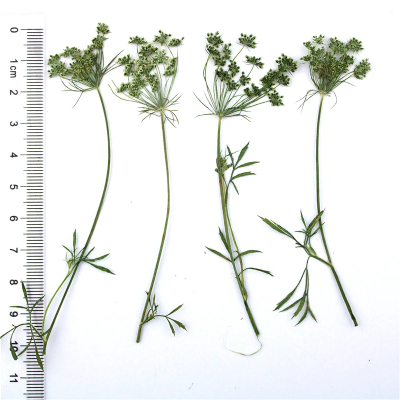 16 шт./6-9 см прессованные натуральные кружевные цветы с уплотнением настоящих