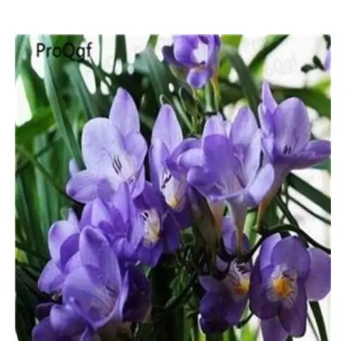 11 Ngryise 20 шт набор Freesia hybrida - Цвет: 11