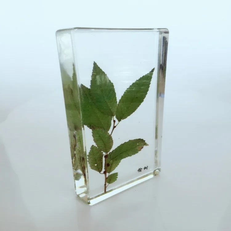 Листья улм встроенный образец улмус пумила листья реальные растения лист