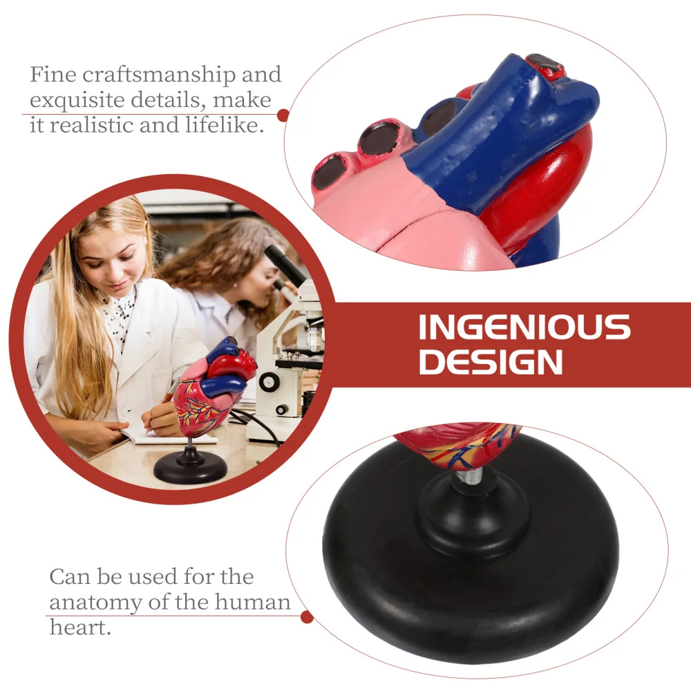 

1Pc Human Heart Model Heart Anatomical Model Teaching Instrument