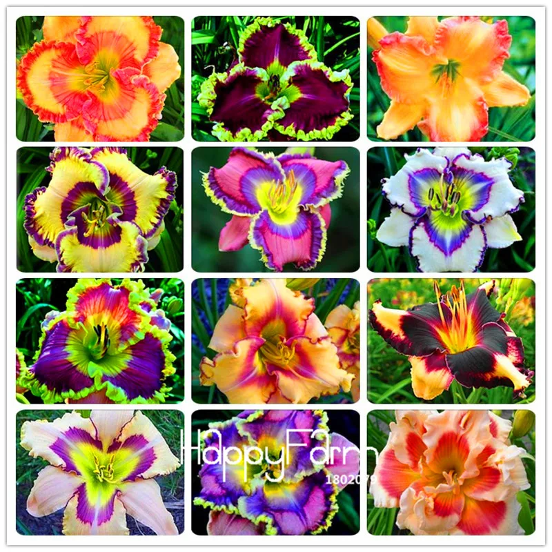 Лидер продаж! 100 шт./лот, гибридные цветы лилии, растения, герокалис, лилия, комнатные бонсай, товары для домашнего сада