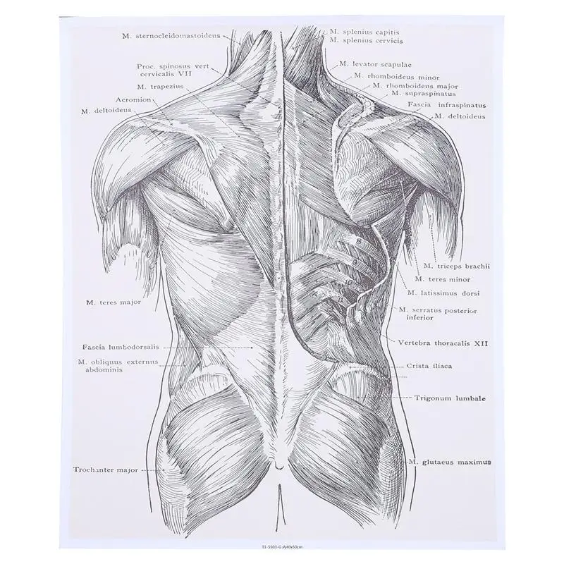 

1pc Human Anatomy Wall Art Painting Anatomy Poster Anatomical Organs Poster