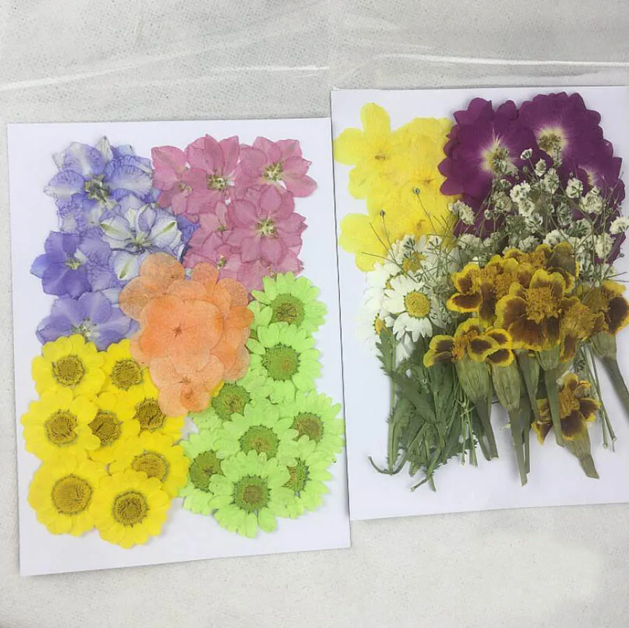 

100pcs Dried Pressed 10 Styles Flowers Plant Herbarium For Jewelry Postcard Invitation Card Phone Case Art&Craft DIY Making