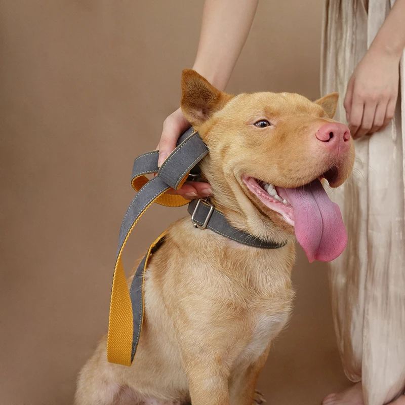 MUTTCO розничная самодизайн лазерная гравировка ошейник для собак серое покрытие желтый ручной работы Выгравированный ошейник и поводок UDC026