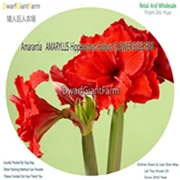 2 Ngryise 5 шт. набор Hippeastrum rutilum Amaryllis - Цвет: 2